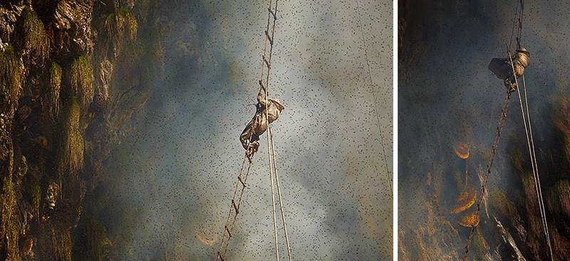 Illustration for article titled Stunning photos show the ancient tradition of honey hunting in Nepal